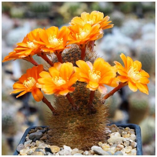     Rebutia kieslingii WR-694 10 . 350