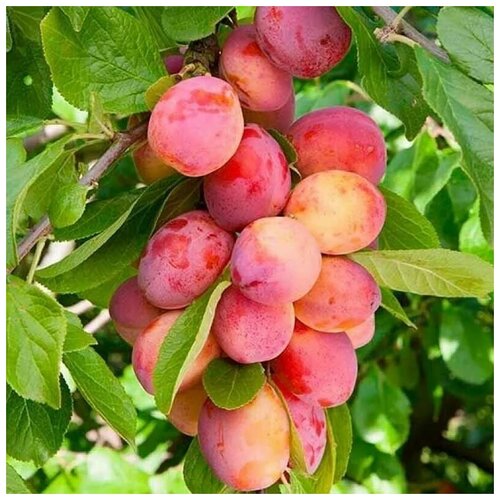   (. Prunus cerasifera)  5 365