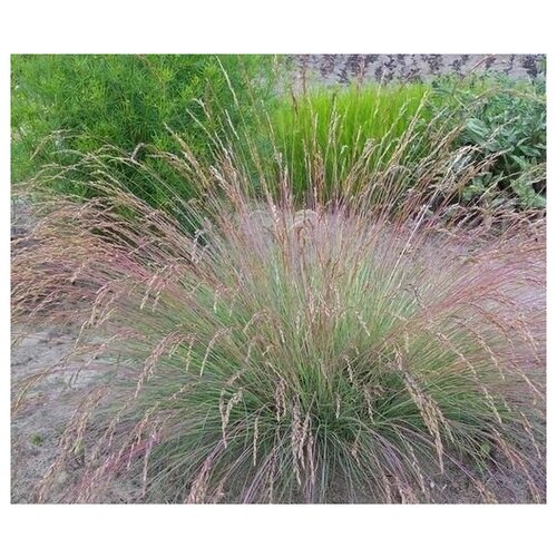   (. Festuca amethistin)  50 330