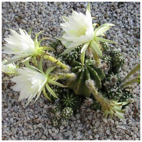     Echinopsis subdenudata 10 ., ,    350 