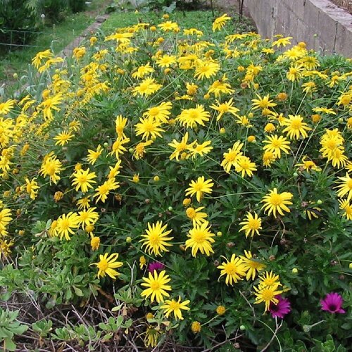   (. Euryops pectinatus)  50 307