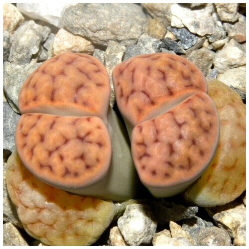     Lithops karasmontana v. mickbergensis C-168 10 . 350