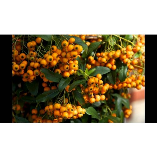   (. Pyracantha rogersiana)  10 322