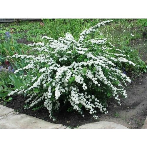    Spiraea nipponica Snowmound 890