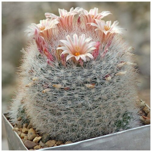     Mammillaria candida SB-280 10 . 350