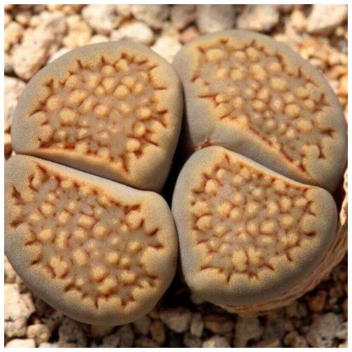     Lithops hallii C-375 10 . 350