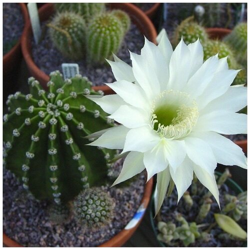     Echinopsis eyriesii 10 . 350