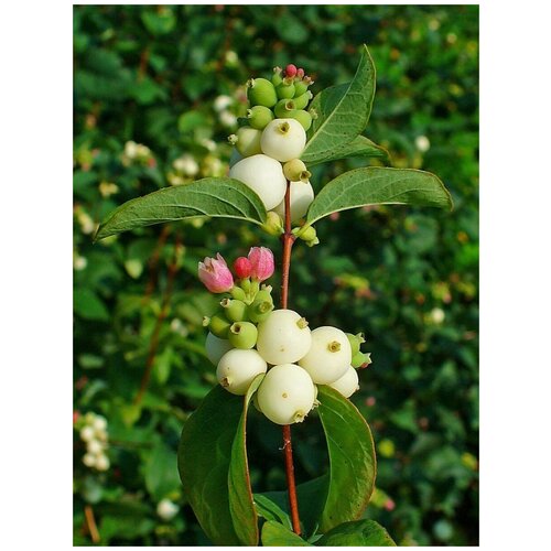    (Symphoricarpos albus), 40  400