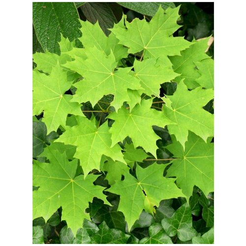    (Acer platanoides), 15  360
