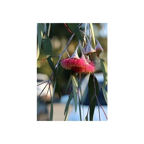   -   -   (. Eucalyptus hybrida)  500 352