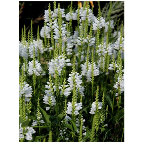     (Physostegia virginiana Alba), 20  400