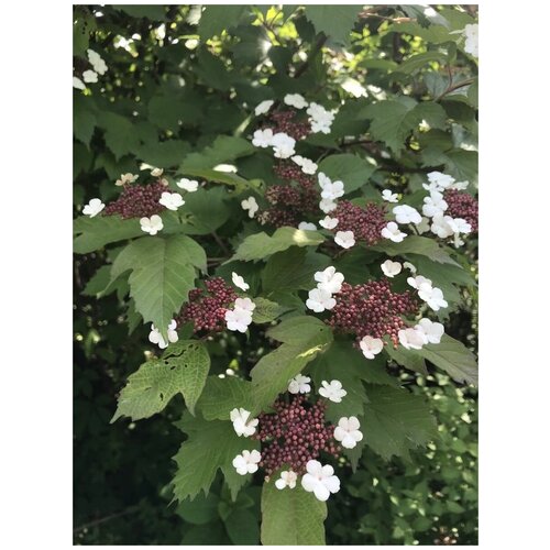    (Viburnum sargentii), 20  400