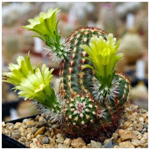     Echinocereus viridiflorus 10 . 350