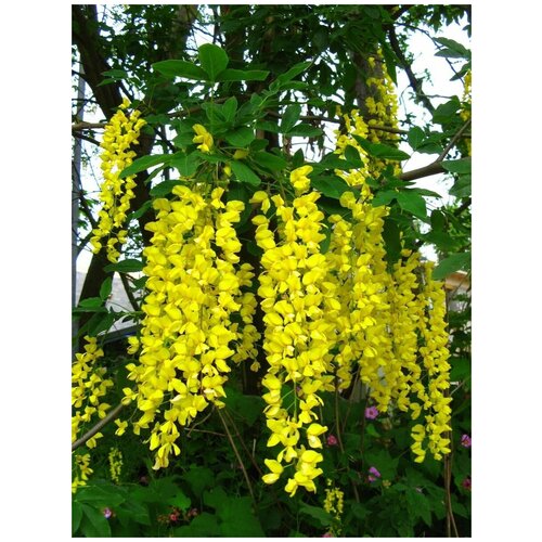     (Laburnum anagyroides), 10  400