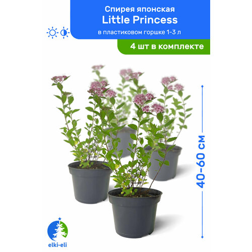   Little Princess ( ) 40-60     1-3 , ,   ,   4  5580