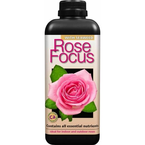   , Rose Focus 1     , ,    2080 