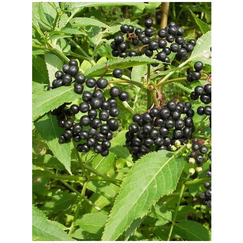    (Sambucus nigra), 25 , ,    340 