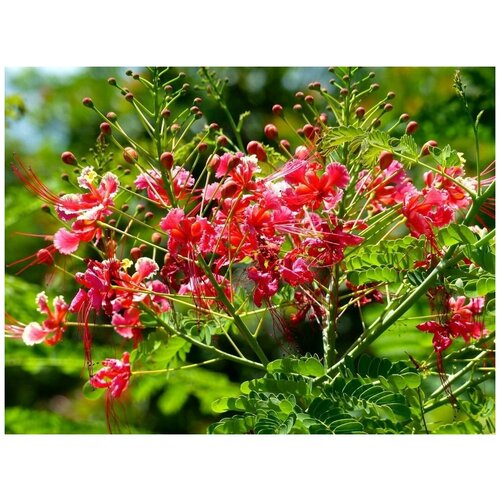   -   -   (. Caesalpinia pulcherrima)  15 300