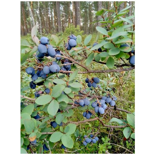    (Vaccinium uliginosum), 20  400