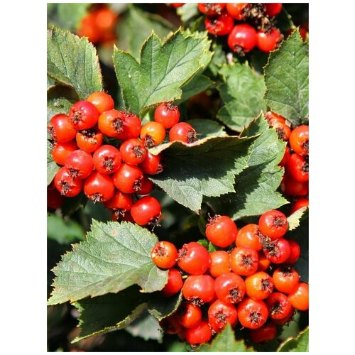     (Crataegus sanguinea), 35  400