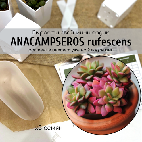    (Anacampseros rufescens)     /  - :    350