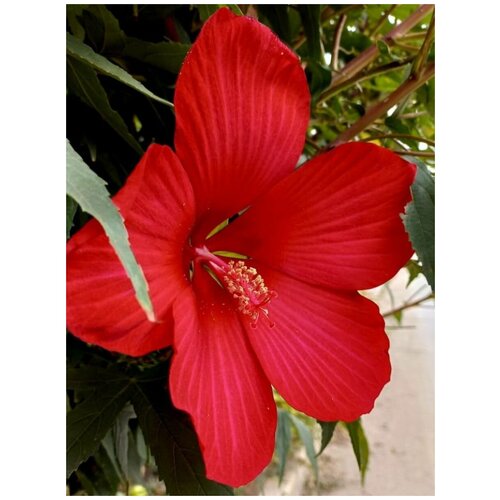     (Hibiscus herbaceous), 10  410