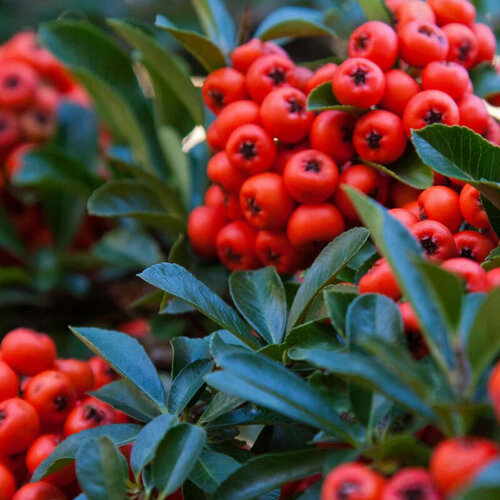    (. Pyracantha koidzumii )  10 419