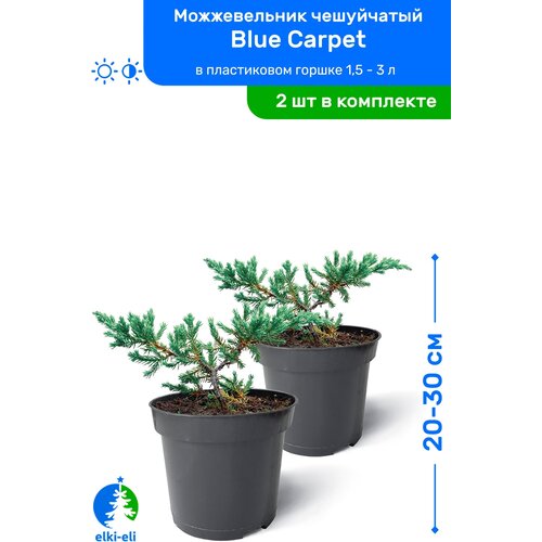   Blue Carpet ( ) 20-30     0,9-3 , ,   ,   2 , ,    2390 