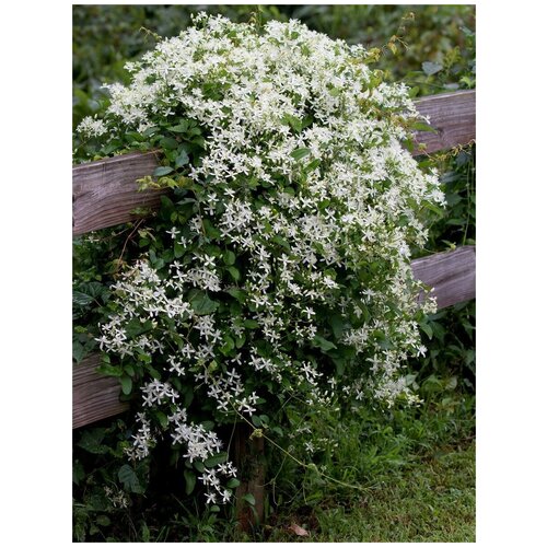    ( ) / Clematis terniflora, 90  358