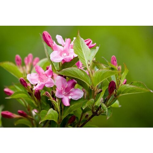    (. Weigela Rosea)  25 312